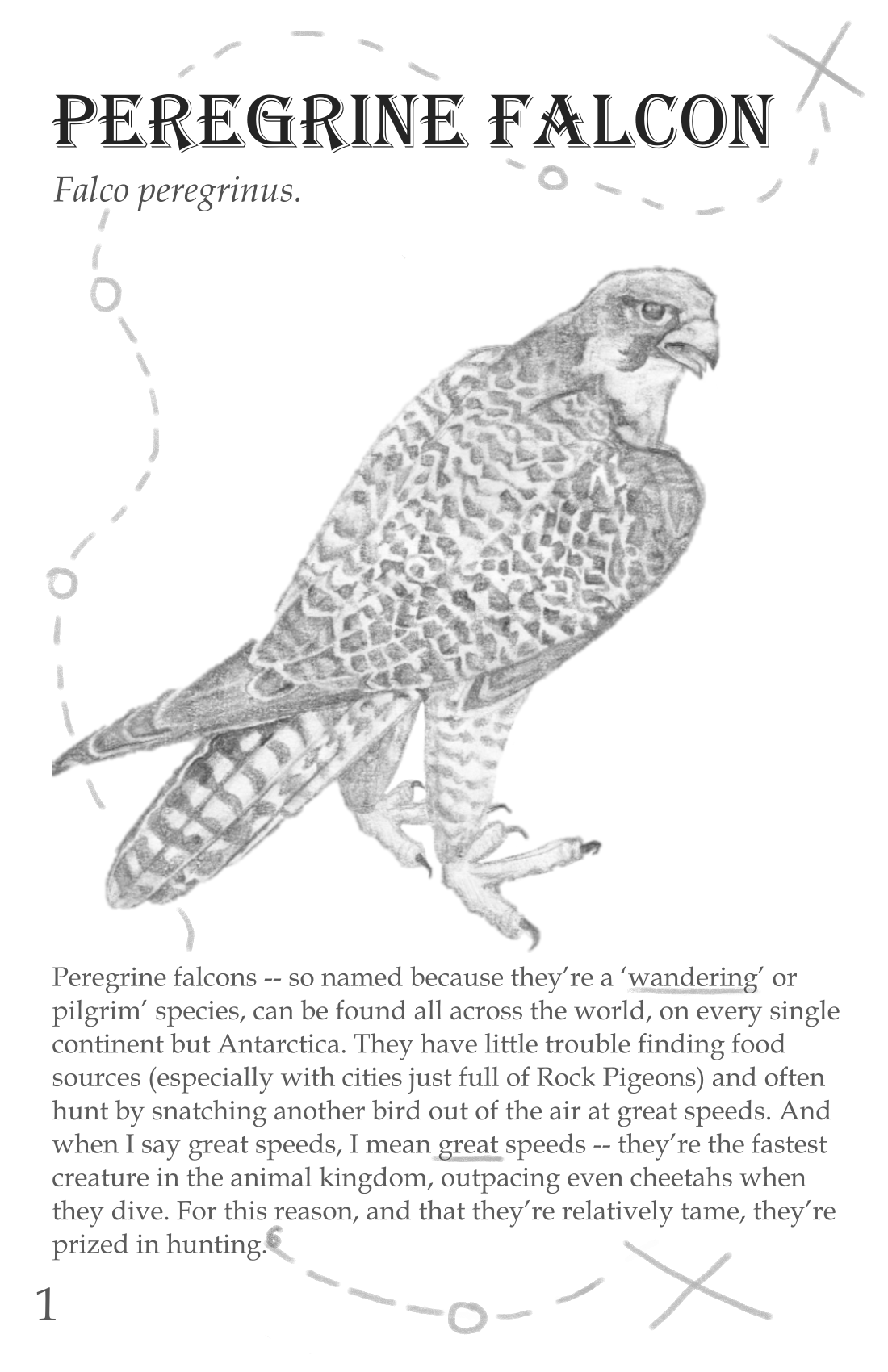 Peregrine Falcon | Birds of Wild Wings